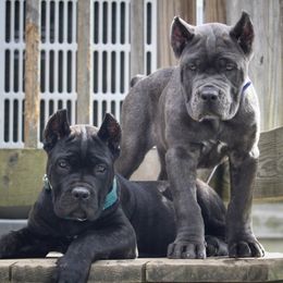 Cane Corso Puppies from Coastal View Kennels