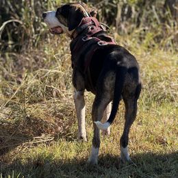 Charlie - Catahoula Leopard Dog
