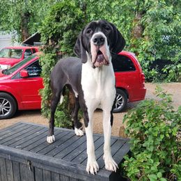 Torah - Mantle female Great Dane puppy in Gig Harbor, Washington from Lakaya Danes