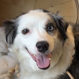 Miniature American Shepherds and Papillons from LS Best Friends