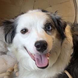 Miniature American Shepherds and Papillons from LS Best Friends