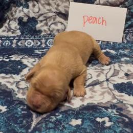 Peach - Golden female Golden Retriever puppy in Wellington, Ohio from R & K Golden Acres LLC