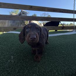 Rod - Chocolate and tan male Dachshund puppy in Pollok, Texas from Magnolia Kennels