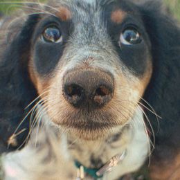 Dachshunds from For His Kingdom Kennels