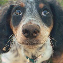 Dachshunds from For His Kingdom Kennels
