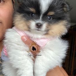 Girl - Black and tan parti female Pomeranian puppy in Yakima, Washington from Ruby’s Pomeranians