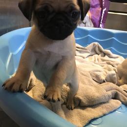 Bulldog, French Bulldog, and Pug Puppies from Royal destiny kennels