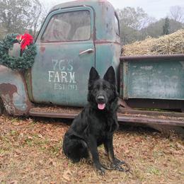 Khi - German Shepherd
