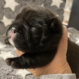 Smudge - Brindle and white male French Bulldog puppy in Kerens, West Virginia from Leather & Lace
