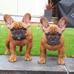 French Bulldog Puppies from North Idaho Frenchies
