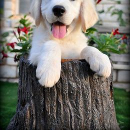 Dewbury Dream Goldens  breeder of Golden Retriever