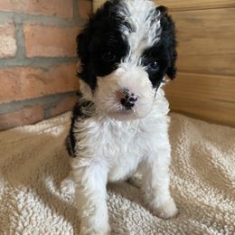 Risotto - Black and white female Bernedoodle puppy in Douglas, Arizona from Starry-Eyed Mini Aussies with Tails