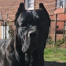Cane Corso from TrinityForce Cane Corso