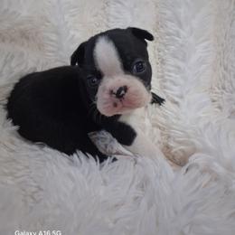 London - Black brindle and white female Boston Terrier puppy in Catawba, North Carolina from Lil Wiggles Boston Terriers