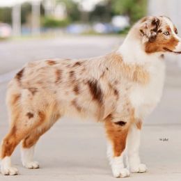 Australian Shepherds from Kaliptra Australian Shepherds