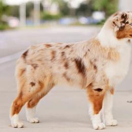 Australian Shepherds from Kaliptra Australian Shepherds