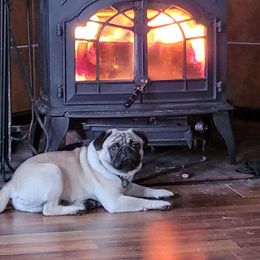Pug Puppies from Vaubel Country Pugs