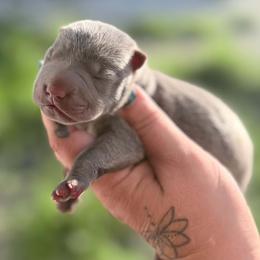 Willma - Blue female Chinese Shar-Pei puppy in Lehigh Acres, Florida from Florida Wrinkles