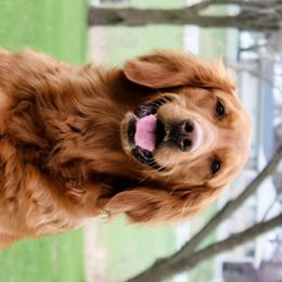 Bernese Mountain Dogs and Golden Retrievers from Clara’s Dogs