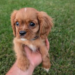 Ranger - Ruby male Cavalier King Charles Spaniel puppy in New Holland, Pennsylvania from Mountain Breeze Puppies