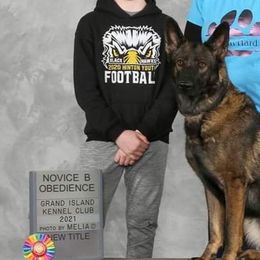 German Shepherds from Holtgrew