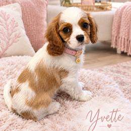 Yvette - Blenheim female Cavalier King Charles Spaniel puppy in Mount Dora, Fl, Florida from Breezy Palms Cavaliers