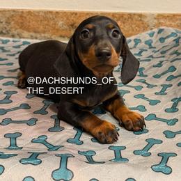 Teddy - Black and tan male Dachshund puppy in Los Angeles, California from Dachshunds of the Desert