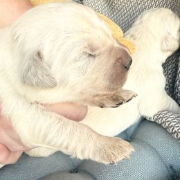 Ventura - Light golden male Golden Retriever puppy in Watkins, Colorado from Brightside Goldens