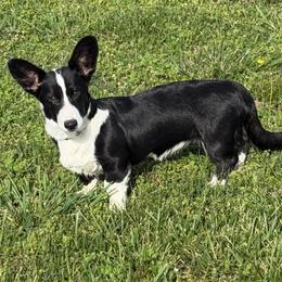 Ebby - Black and white female Cardigan Welsh Corgi puppy in Omaha, Arkansas from DnD Corgis