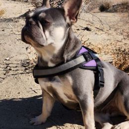 Livy - French Bulldog