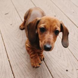 Dachshunds and Poodles from Desjardin’s Poodles & Dachshunds