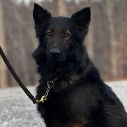 Kipper - Sable male German Shepherd puppy in Lexington, Virginia from Buffelbach Farmstead Shepherds