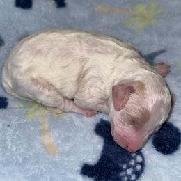 Doc - White male Poodle puppy in Akeley, Minnesota from Blessed Acres Miniature Poodles