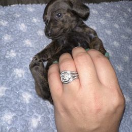 Dachshund Puppies from Autumns Dachshunds