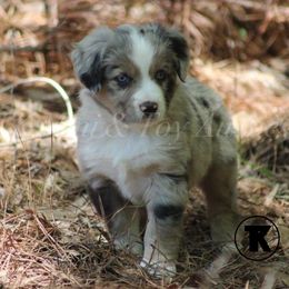 Australian Shepherd, Miniature Australian Shepherd, and Toy Australian Shepherd Puppies from TK Standard, Mini, & Toy Aussies