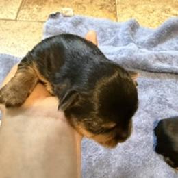 Louis - Black and tan male Yorkshire Terrier puppy in Highland, Arkansas from Gilmore Yorkies