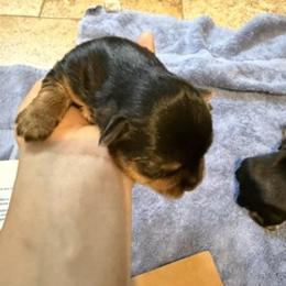 Louis - Black and tan male Yorkshire Terrier puppy in Highland, Arkansas from Gilmore Yorkies