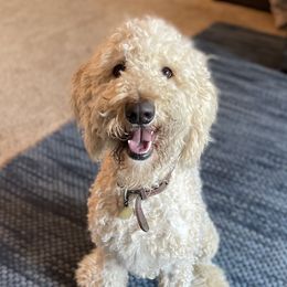 Lincy - Labradoodle