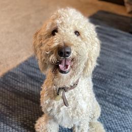 Lincy - Labradoodle