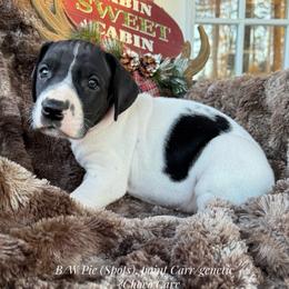 Black and White Pie (spots) - Black and white female Great Dane puppy in Greenville, South Carolina from Allen’s Ridge Ranch