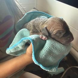 Red collar - Fawn female Great Dane puppy in Corsica, Pennsylvania from Ferguson Family Danes LLC