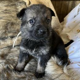 White Collar - Sable female German Shepherd puppy in Punta Gorda, Florida from Blitzenhaus Working Dogs-Home of the Working Czech Shepherd and Rottweiler