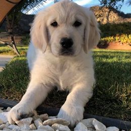 Golden Retriever Puppies from Lakeside Golden Retrievers