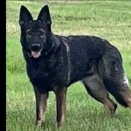 Izzie - German Shepherd