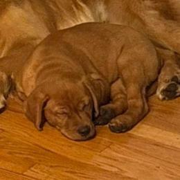 Dasher-Brown boy - Yellow male Labrador Retriever puppy in Twin Falls, Idaho from Whispering White Pines Labradors