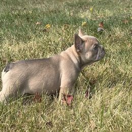 French Bulldog Puppies from Christie's Frenchies