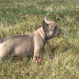 French Bulldog Puppies from Christie's Frenchies