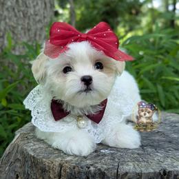 Imperial Korean Valley - White female Mal-Shi puppy in Barren Springs, Virginia from Seeking Shalom Acres Maltese, Maltipoos & Havamalts
