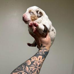 Halo - Red merle female Miniature Australian Shepherd puppy in Shingletown, California from Whiskeytown Aussies