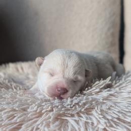 Cream boy - Cream male Shiba Inu puppy in Napa, California from Shinin Shibas
